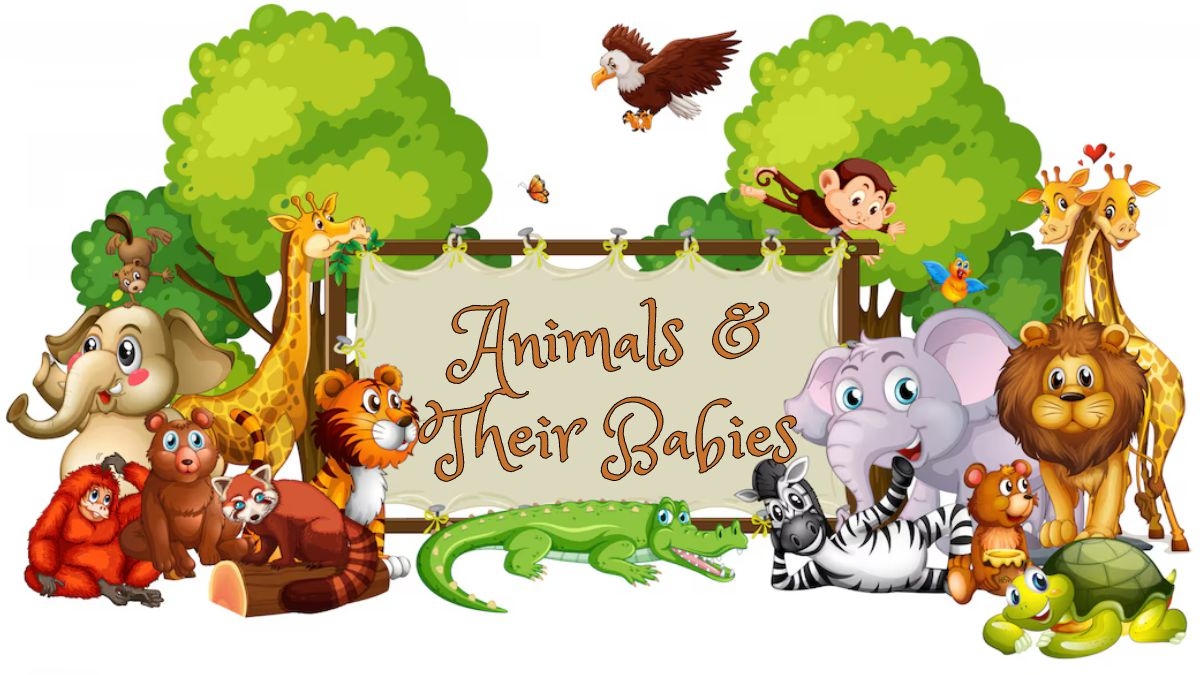 Animal and Their Babies