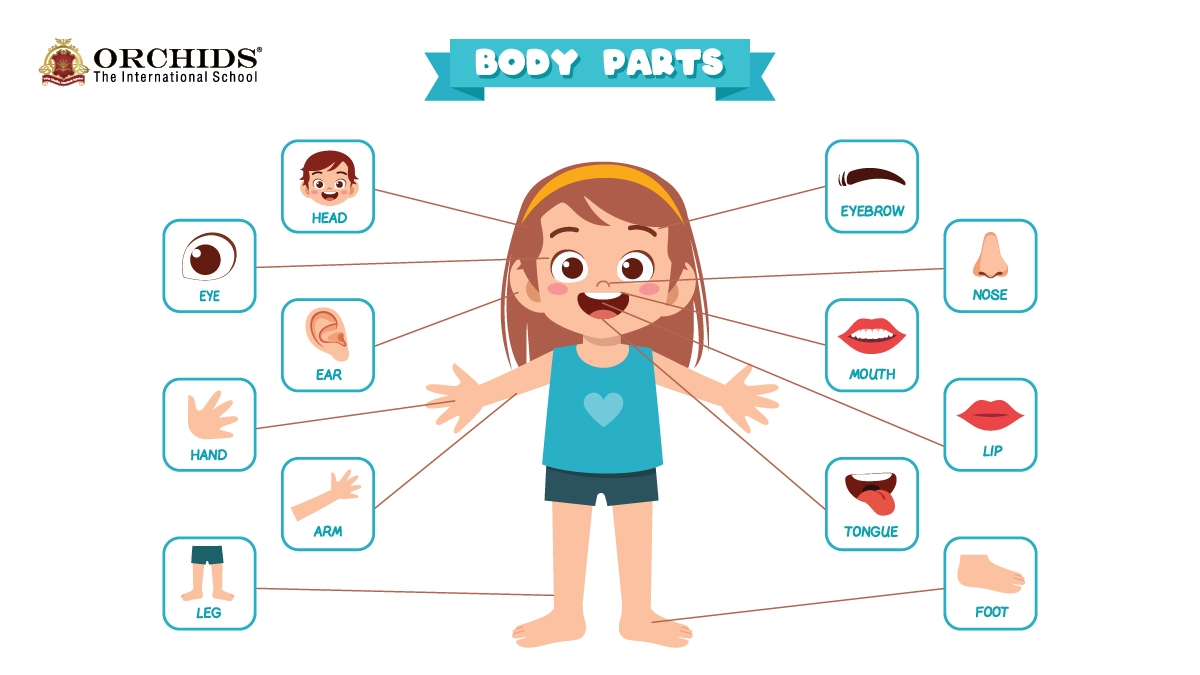 Human External Body Parts Name