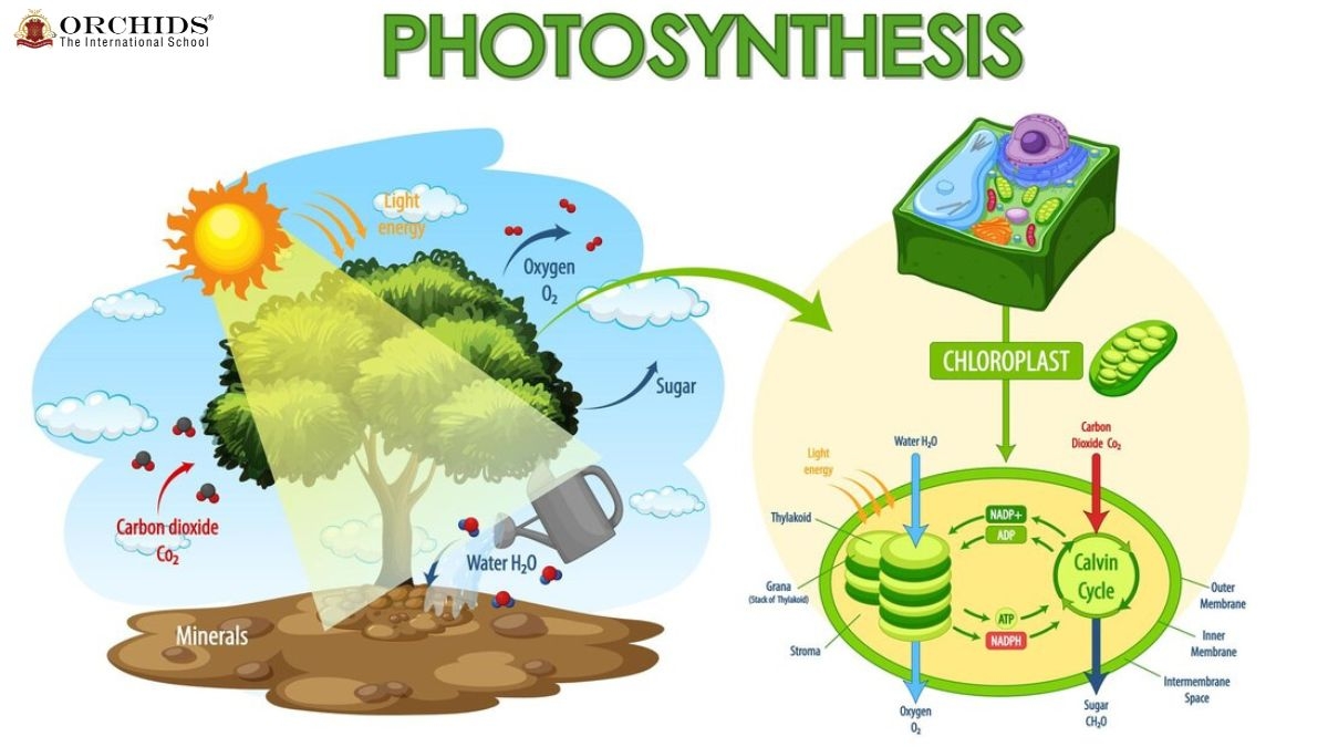 Photosynthesis